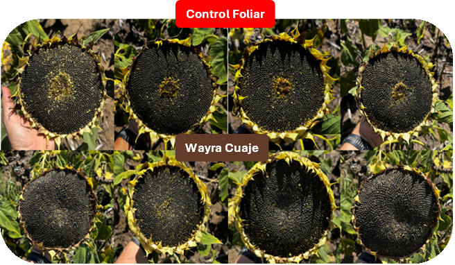 Ocho cap&iacute;tulos de girasol: arriba, los del control foliar con el centro sin granos; abajo, los tratados con WAYRA Cuaje, llenos hasta el centro.