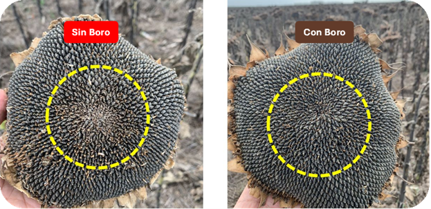 Dos cap&iacute;tulos de girasol: sin boro, con el centro sin llenar, y con WAYRA Cuaje, lleno hasta el centro.