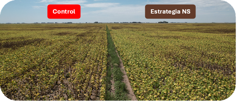 Lote de girasol partido al medio: a la izquierda el testigo, m&aacute;s ralo y amarillento; a la derecha la estrategia WAYRA Nitro S + BIO S&uacute;per, m&aacute;s verde y pareja.
